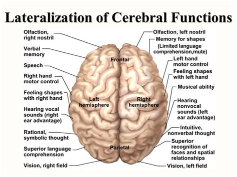 Image result for brain lateralization and hemispheric specialization | Feelings, Brain, Psychology