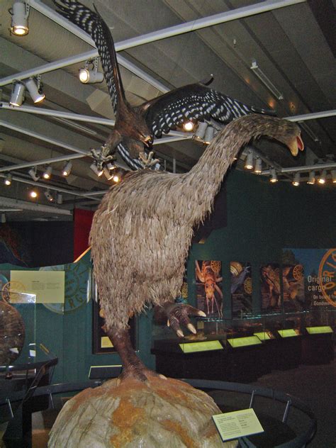 This is a display of a Haast eagle attacking a Moa. These birds used to live in New Zealand, but ...