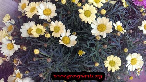 Argyranthemum frutescens - How to grow plants