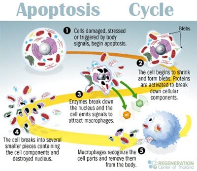 Apoptosis and Programmed Cell Death “PCD”