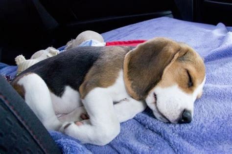 so sweet when he's sleeping. #beaglepups | Beagle puppy, Cute beagles, Beagle dog