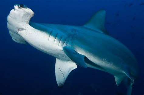 Hammerhead sharks | The Life of Animals