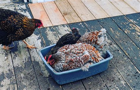 DIY Winter Dust Bath for Chickens - Dorky Little Homestead