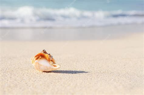 Premium Photo | Starfish on the beach