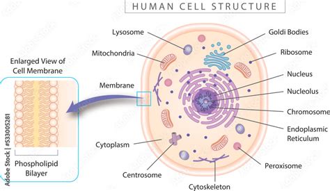 Human cell structure diagram with enlarged view of cell membrane ...