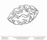 Seashells Coloring Pages  Coloring Home sketch template