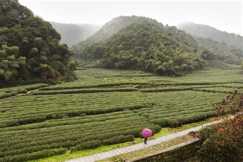 Tea in China | CropLife International