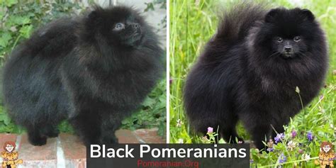 Black Pomeranian Dogs: Complete Breed Information