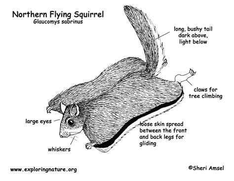 Squirrel (Northern Flying)