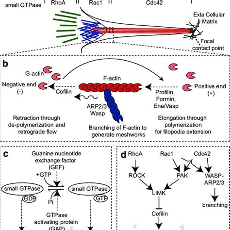 Overview of the filopodia/lamellipodia machinery during cell migration.... | Download Scientific ...