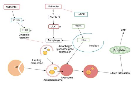 Lipophagy: Molecular Mechanisms and Implications in Hepatic Lipid Metabolism