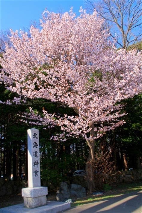 Hokkaido's Cherry Blossoms|Top 8 Cherry Blossom Spots Chosen by Hokkaido Residents