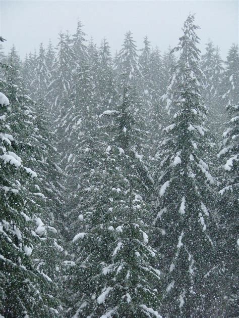 Snow falling on Trees by Damianoleary1 on DeviantArt