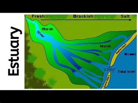 Estuary - Geography Dictionary - YouTube