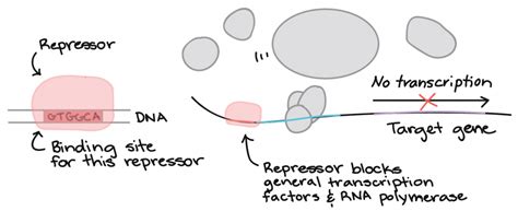 Protein Synthesis I: Transcription – An Interactive Introduction to ...