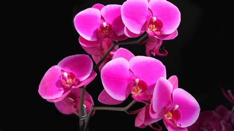 orchid, flower, stem Wallpaper, HD Flowers 4K Wallpapers, Images ...