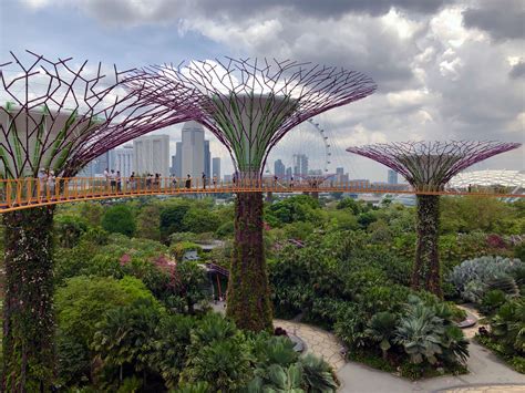 Singapurs Supertrees – spektakuläre Attraktion im Gardens by the Bay