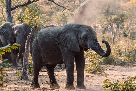 South Luangwa National Park: Africa's best safari destination? | The Common Wanderer