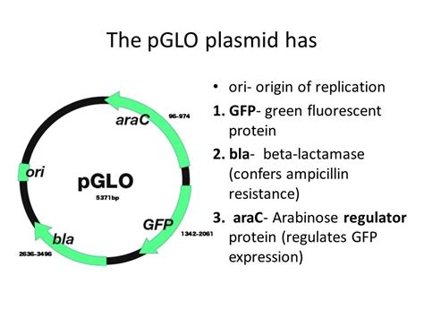 Solved Considering the pGlo construct map, propose... 1. a | Chegg.com