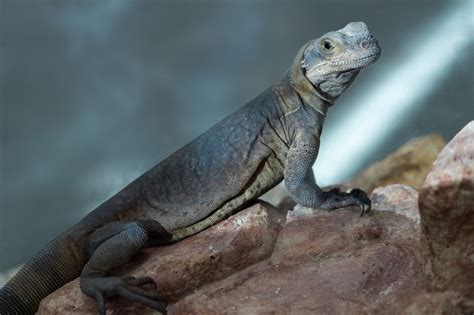 Common Chuckwalla Facts and Pictures