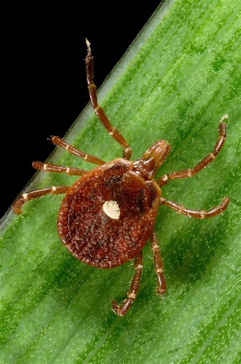 Lone star tick - Amblyomma americanum