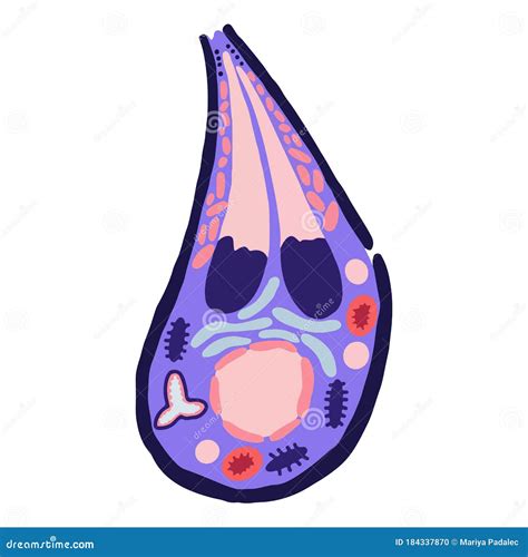 Toxoplasma Gondii Structure Cartoon Vector | CartoonDealer.com #95762593