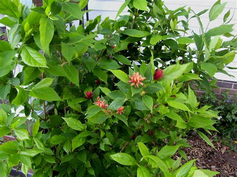 flowering Carolina allspice (sweet shrub) | Carolina allspice, Plants, Shrubs