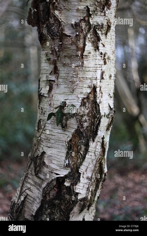 Silver birch tree bark Stock Photo - Alamy