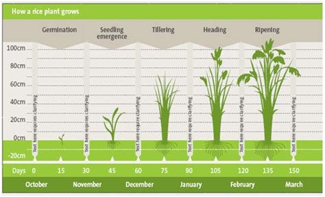 All About Farming: The Rice Growing and Production Process