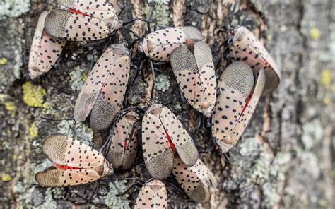 What Eats The Spotted Lanternfly: Do They Have Predators? - A-Z Animals