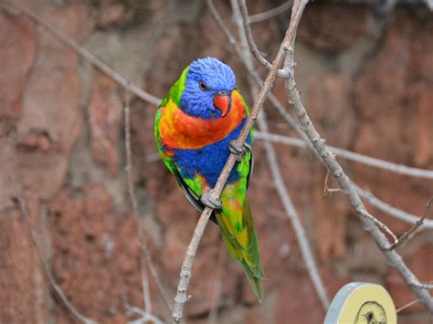 The Online Zoo - Rainbow Lorikeet