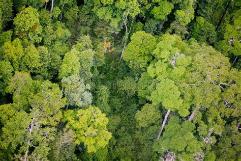 Aerial view forest stock image. Image of bush, asia, growth - 57598469