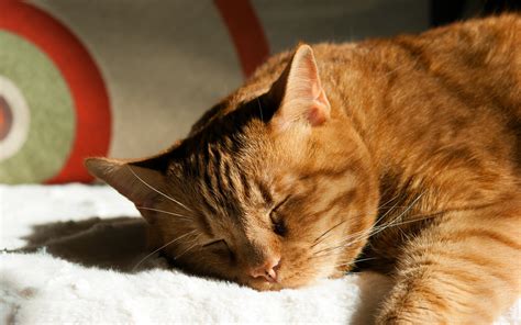 Orange tabby cat, cat, sleeping, animals HD wallpaper | Wallpaper Flare