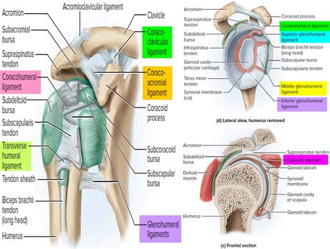 Ligaments - Thumb, Shoulder, Elbow, Hip, Knee and Ankle Ligaments