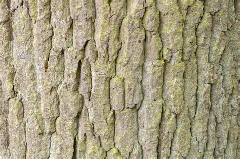 Close Up Bark of an Quercus Robur Tree at Amsterdam the Netherlands 15 ...