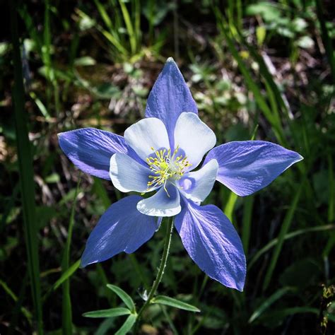 Colorado Blue Columbine Photograph by Loren Gilbert - Fine Art America