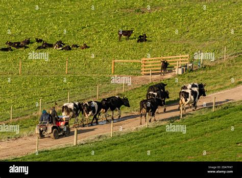 Cattle being herded with the use of a Quad bike Stock Photo - Alamy