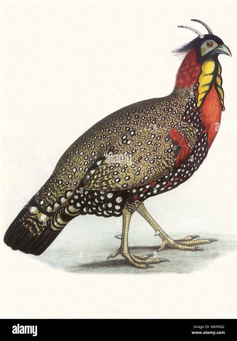 Western Tragopan, Satyra melanocephala Stock Photo - Alamy