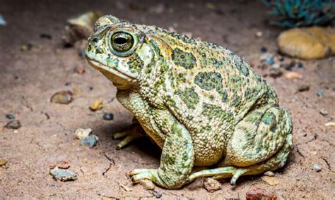 9 Arizona Toads: Which Are Poisonous To Humans? - A-Z Animals