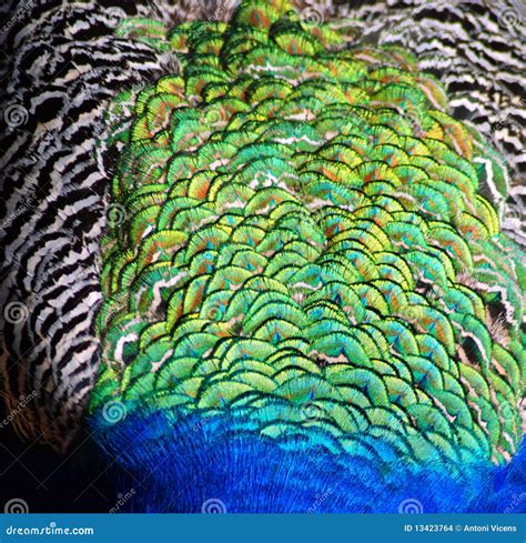 Peacock feather texture stock photo. Image of feather - 13423764