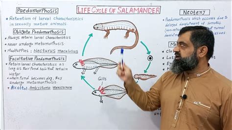 Paedomorphosis English medium @prof.masoodfuzail#Neoteny #Heterochrony #paedomorphosis # ...