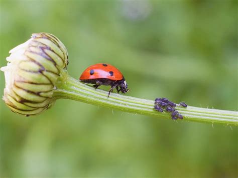 Natural Gardening: Organic Pest Control | Gardening Know How