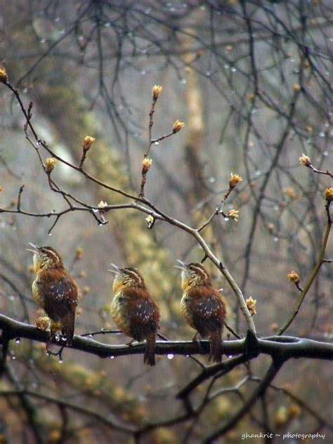 Inspiring & Dreamy | Birds, Beautiful birds, Singing in the rain