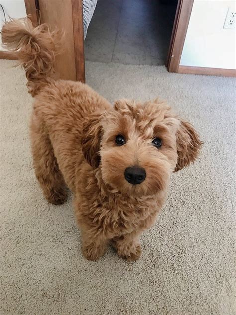 Guest Article: What To Tell Your Groomer To Get That Perfect Doodle ...