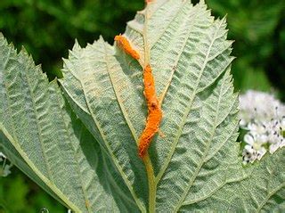 Rust Fungus | Overview, Features & Life Cycle - Lesson | Study.com