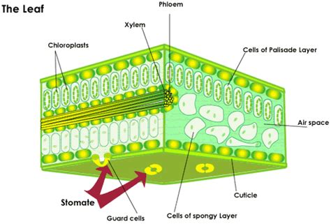 Plant Structures: Leaf | SparkNotes