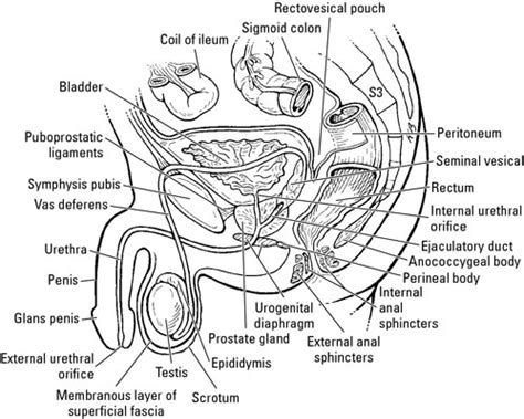 Male Anatomy Diagram Black And White / Male Reproductive System Diagram Photos And Premium High ...