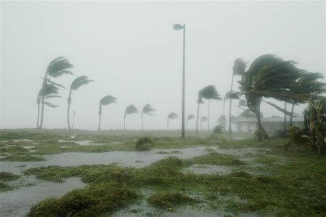 palm trees in a hurricane : r/LiminalSpace