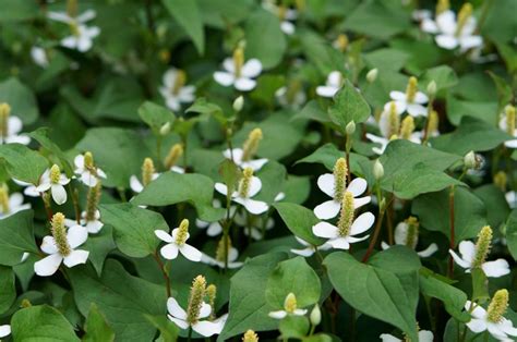 Houttuynia cordata - New York Plants HQ