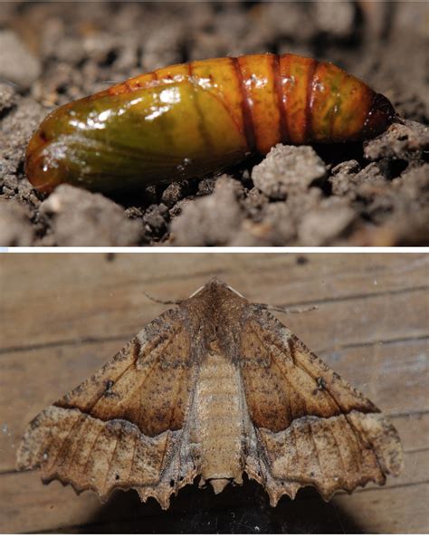 Imperial Moth Caterpillar Poisonous